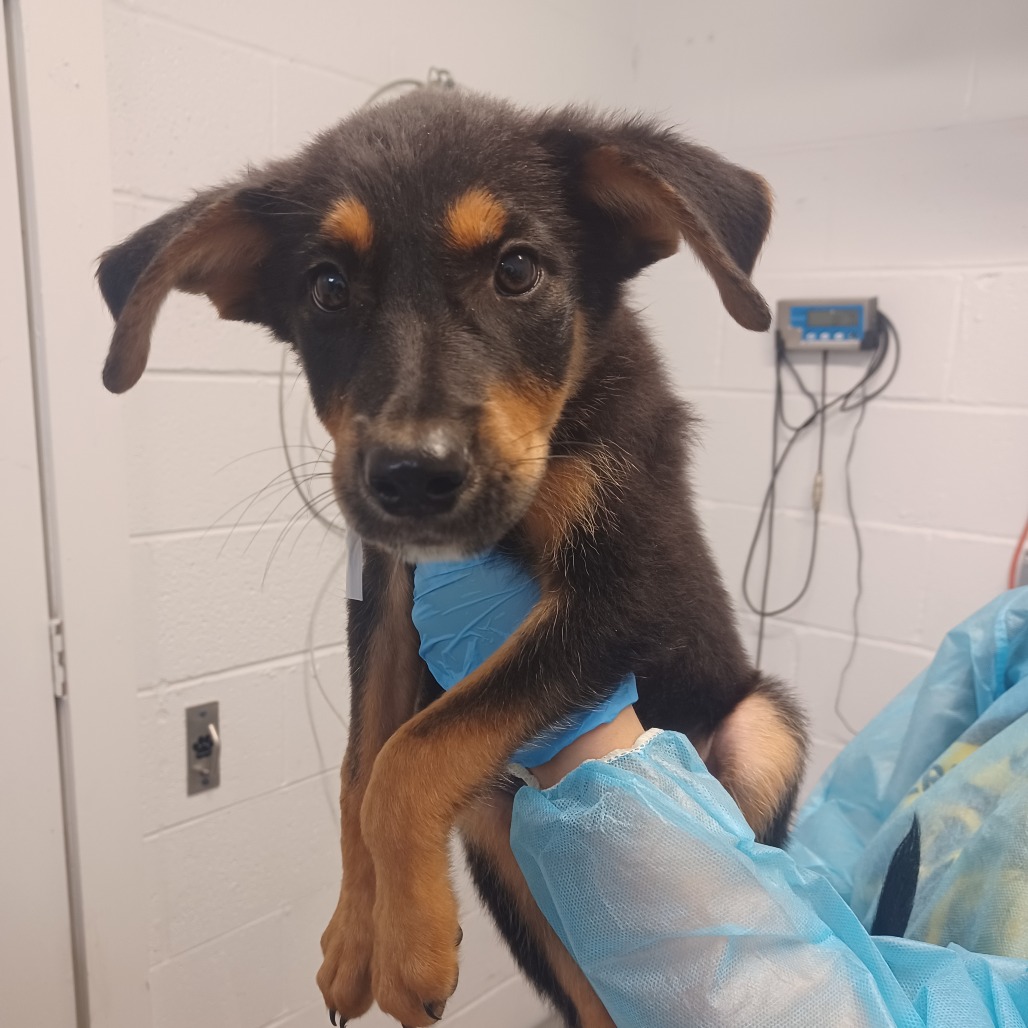 O'REILLY AUTO PARTS - Shepherd, German / Malinois, Belgian available for adoption