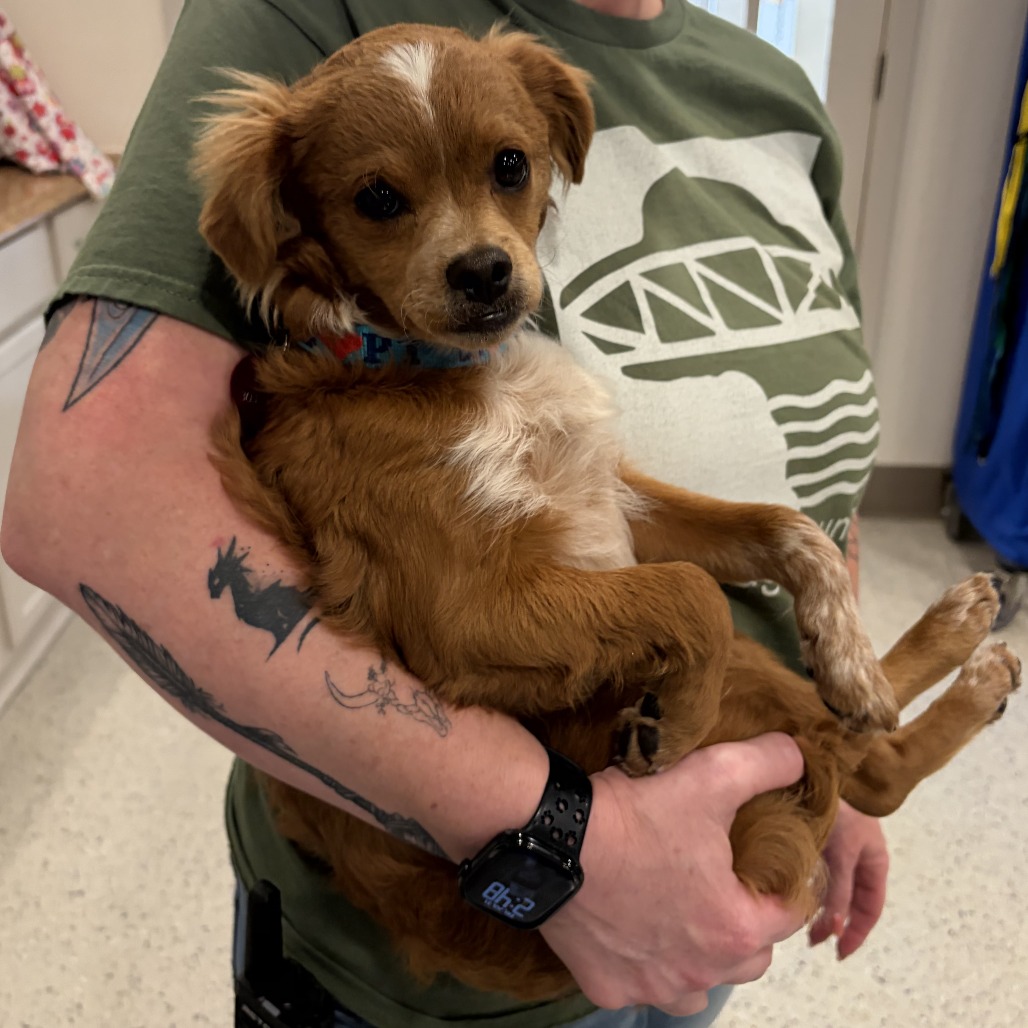 MUMFORD - Chihuahua, Long Coat / Pekingese for adoption in San Antonio