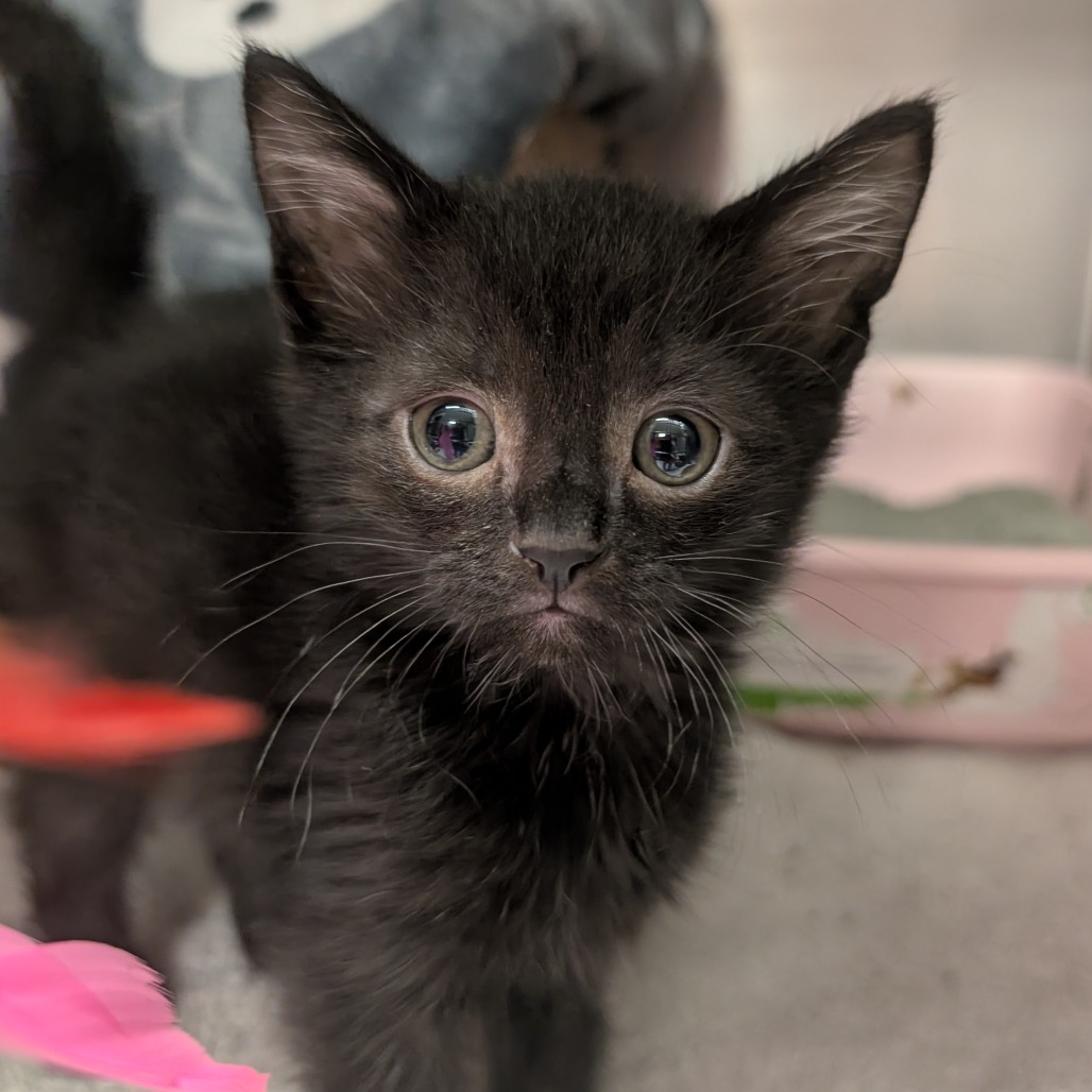 FLOP - Domestic Shorthair available for adoption