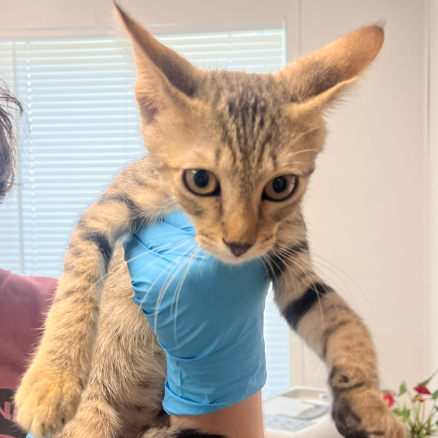 TIMMY - Domestic Shorthair / Mix available for adoption