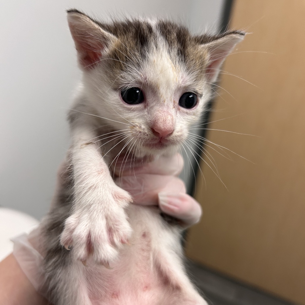 APPLE WATCH - Domestic Shorthair available for adoption