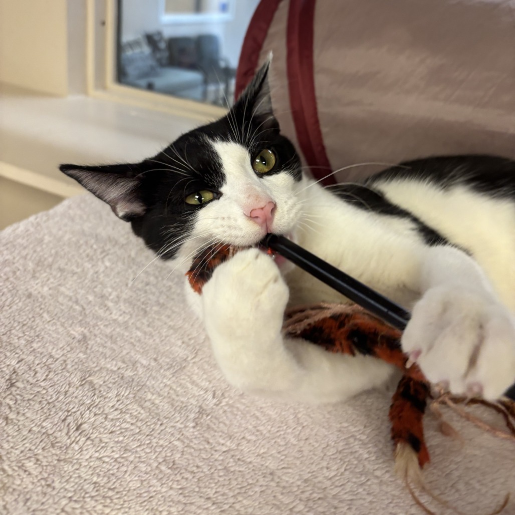 AGENT MEOW - Domestic Shorthair available for adoption