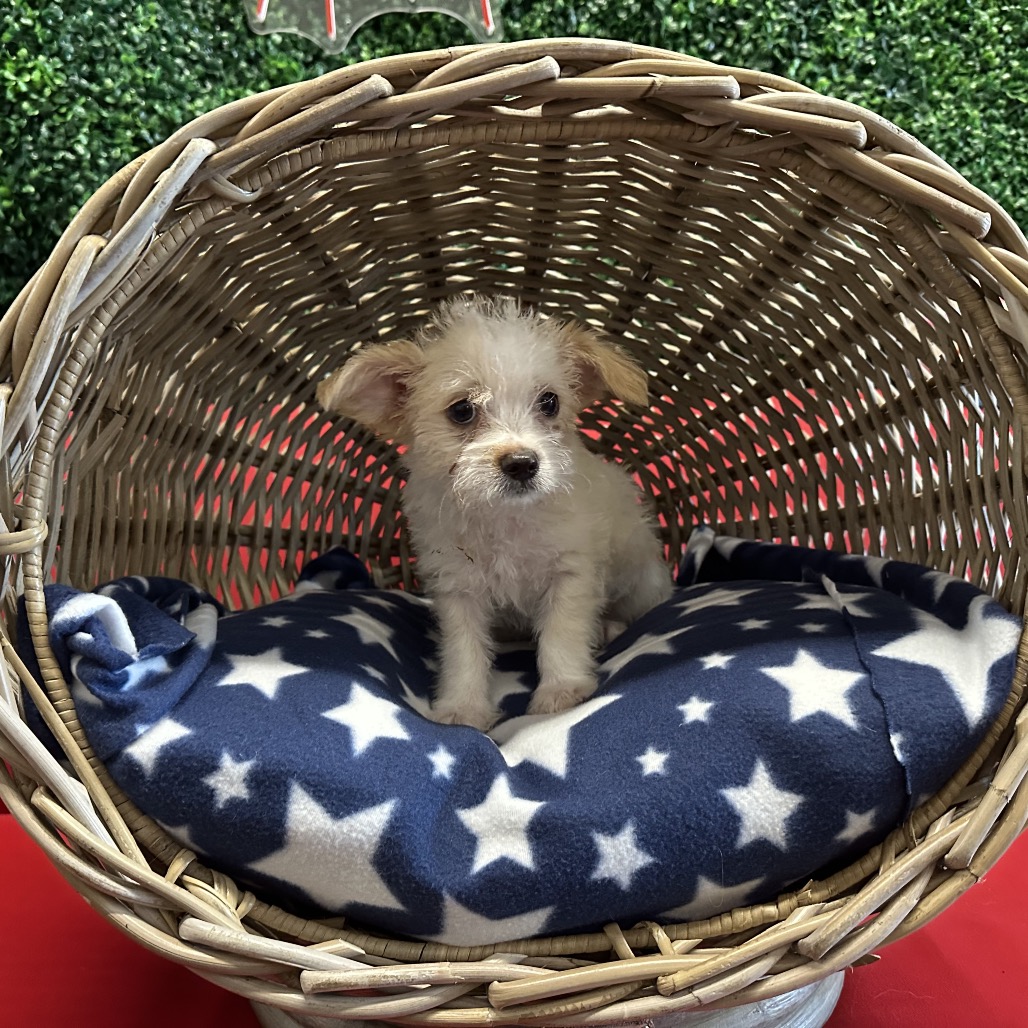 Truman