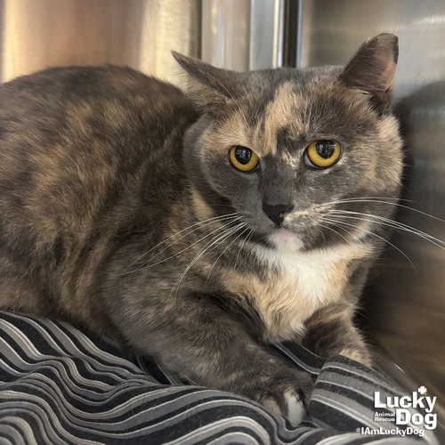 BUFFY - Domestic Shorthair available for adoption