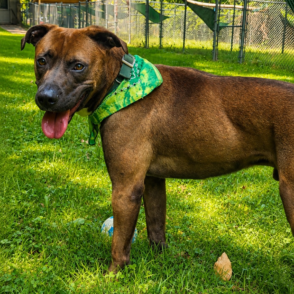 Sable aka Tank, photo 10