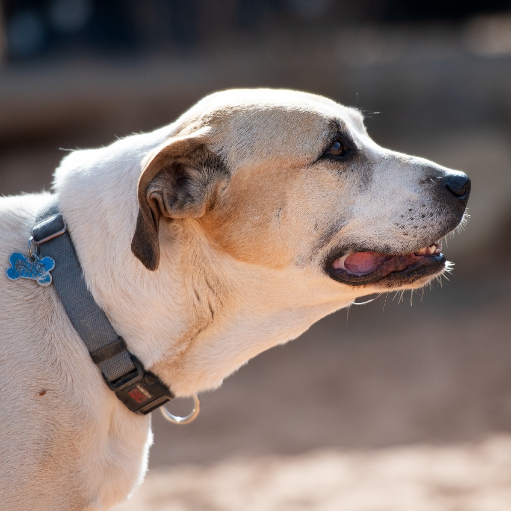 Junie, photo 19