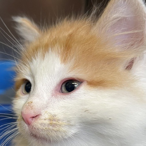 CHUCK BASS - Domestic Medium Hair available for adoption