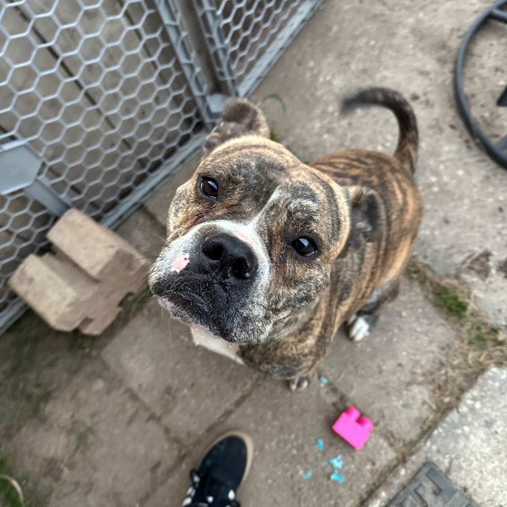 Good Boi, photo 13