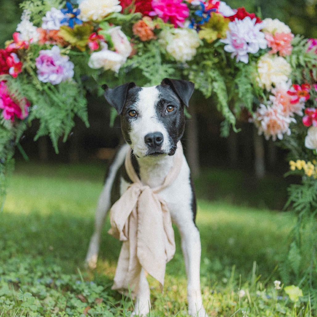 Dolly — thumbnail 2