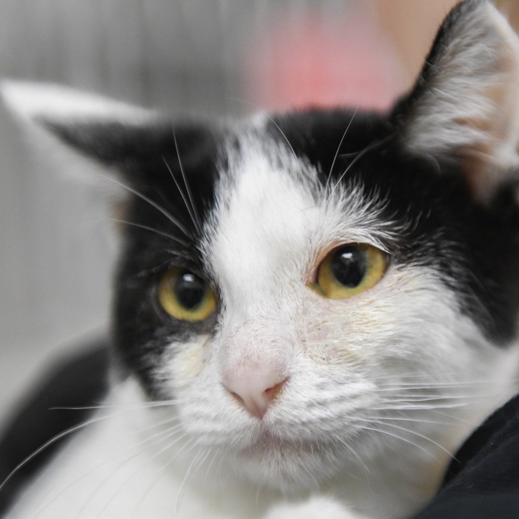 Lotti - Domestic Shorthair