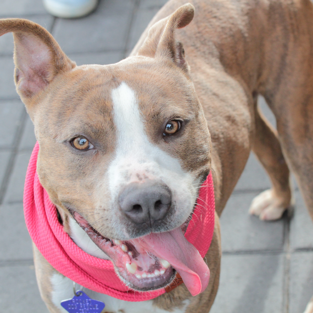 Bodhi — thumbnail 3