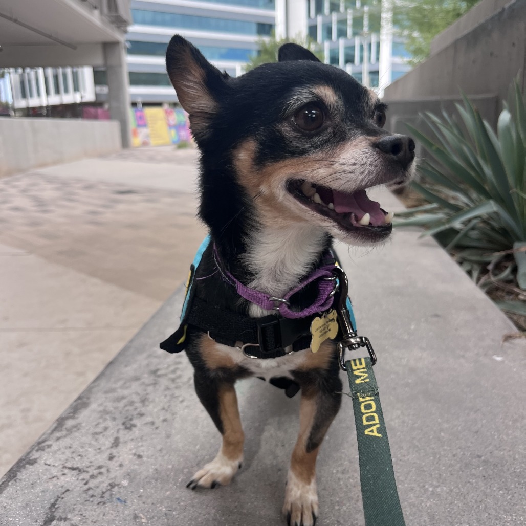 Chihuahua