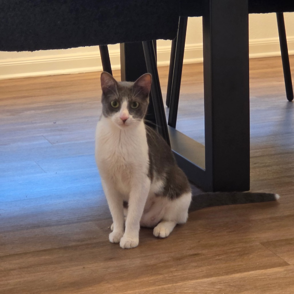 AVA - Domestic Shorthair available for adoption