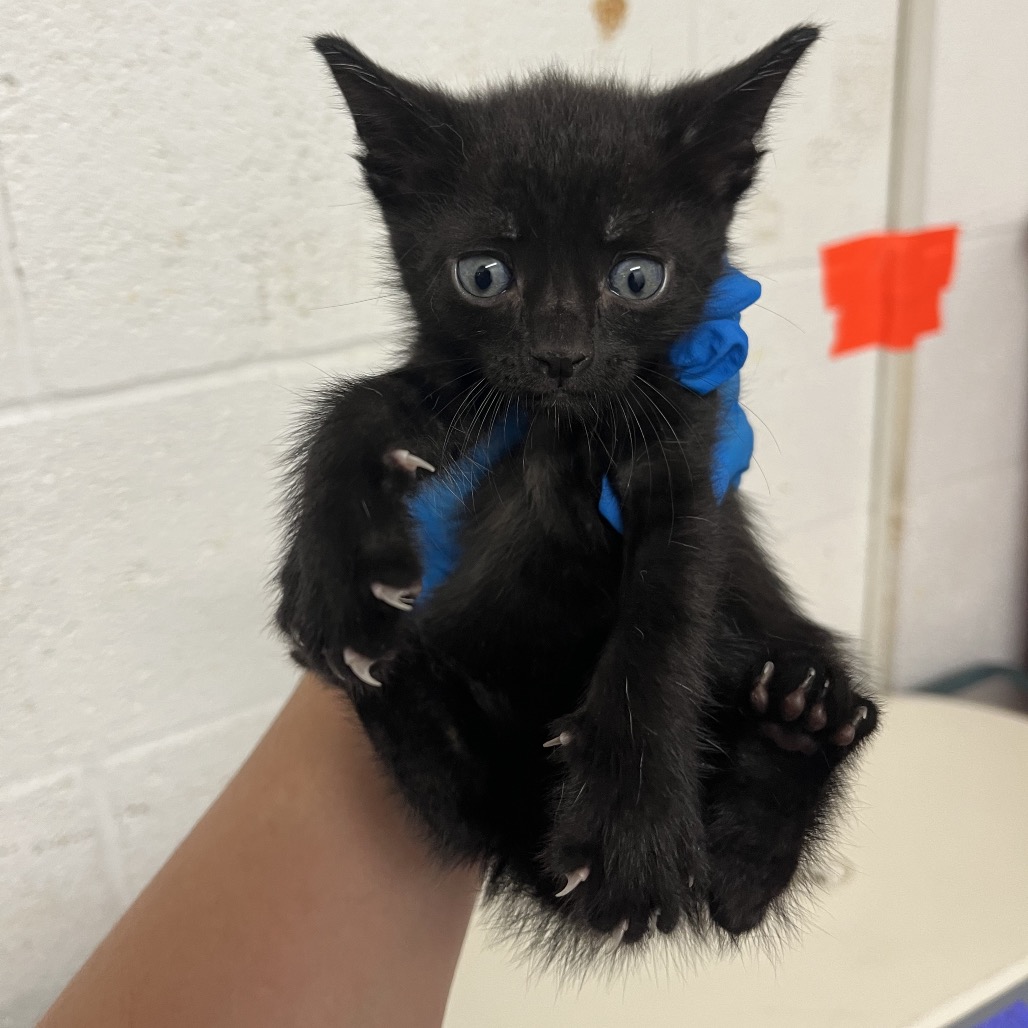 FRAPPE F3 - Domestic Shorthair available for adoption