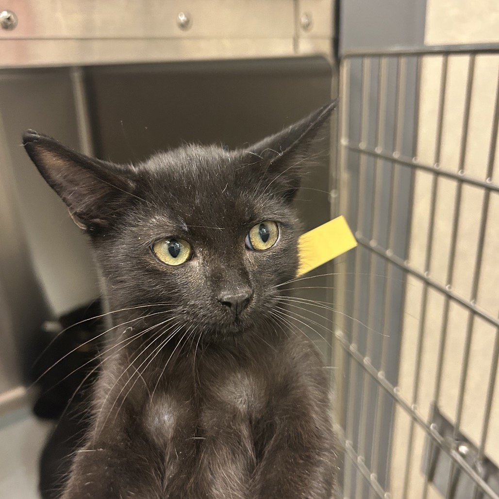 CURLY - Domestic Shorthair available for adoption