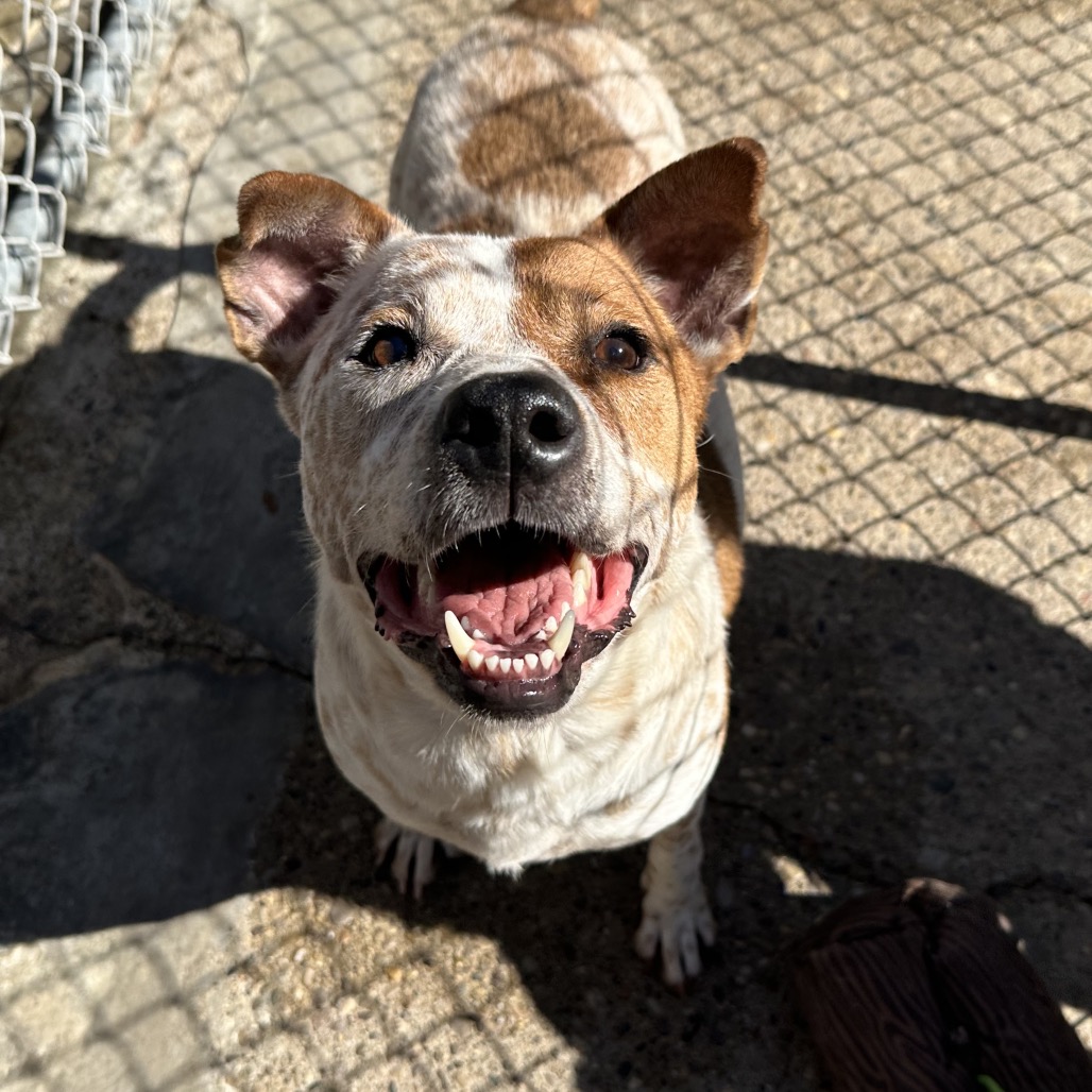 Wallace — thumbnail 5