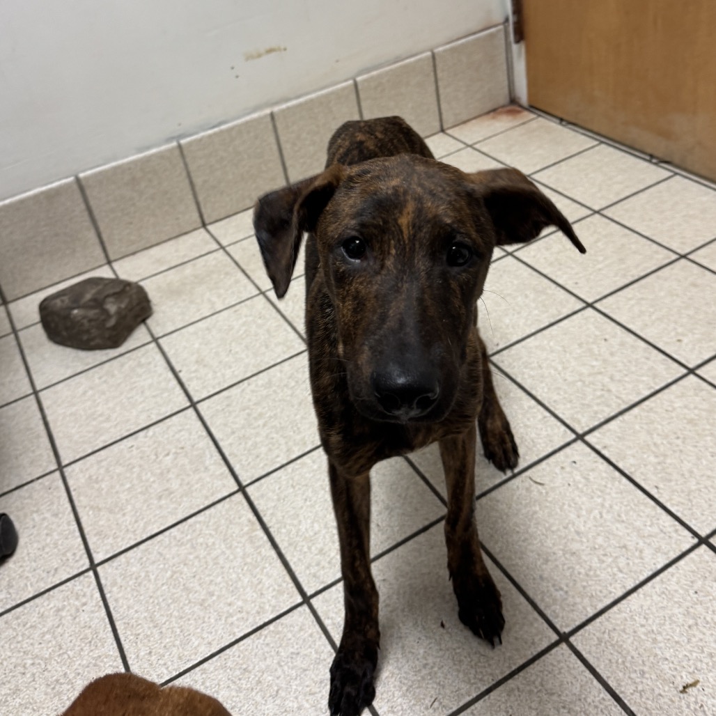 Mona Lisa — thumbnail 2