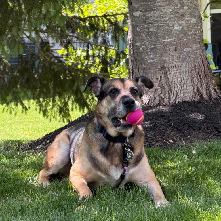 Ranger, photo 22