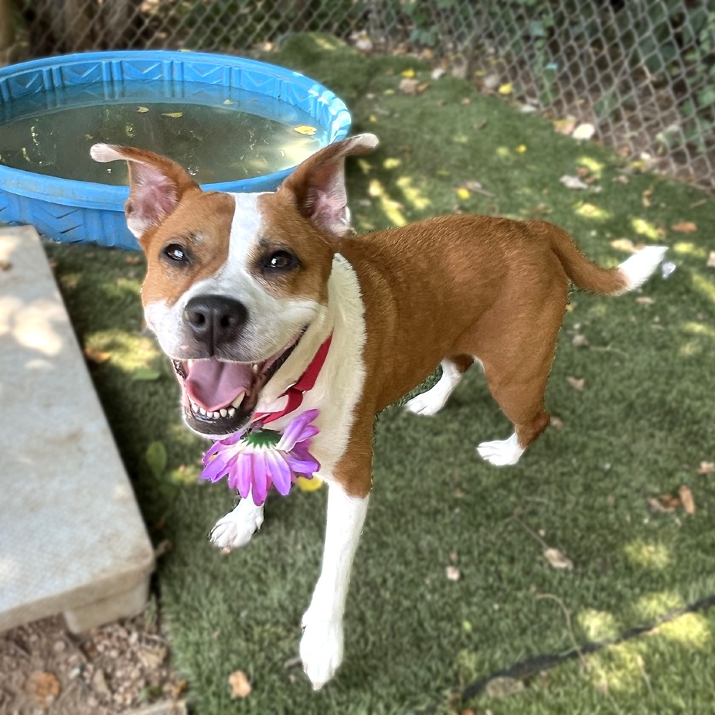 Daisy, additional photo