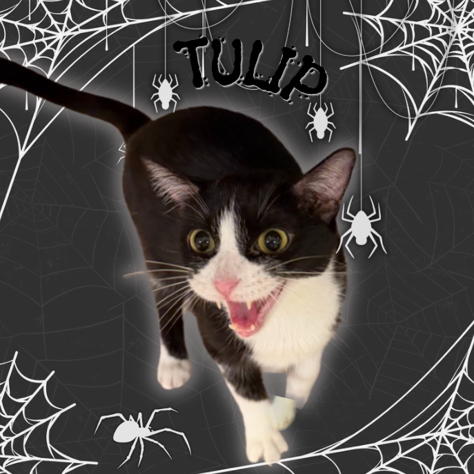 TULIP - Domestic Shorthair available for adoption