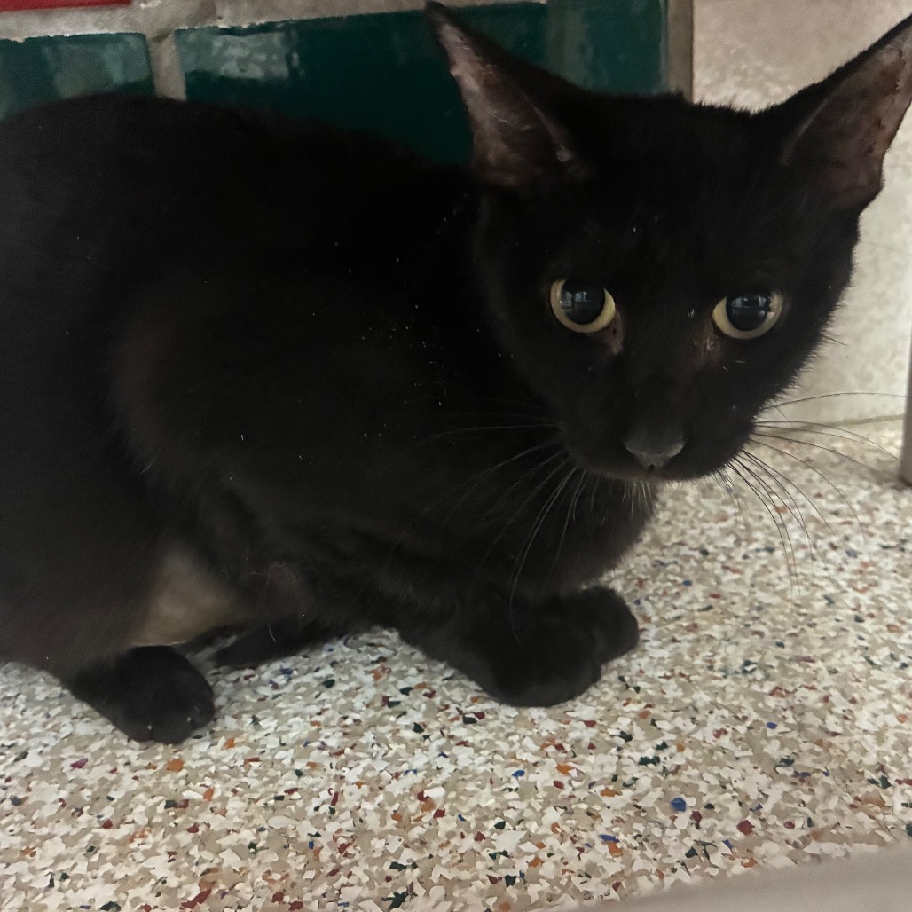 MINNOW - Domestic Shorthair available for adoption