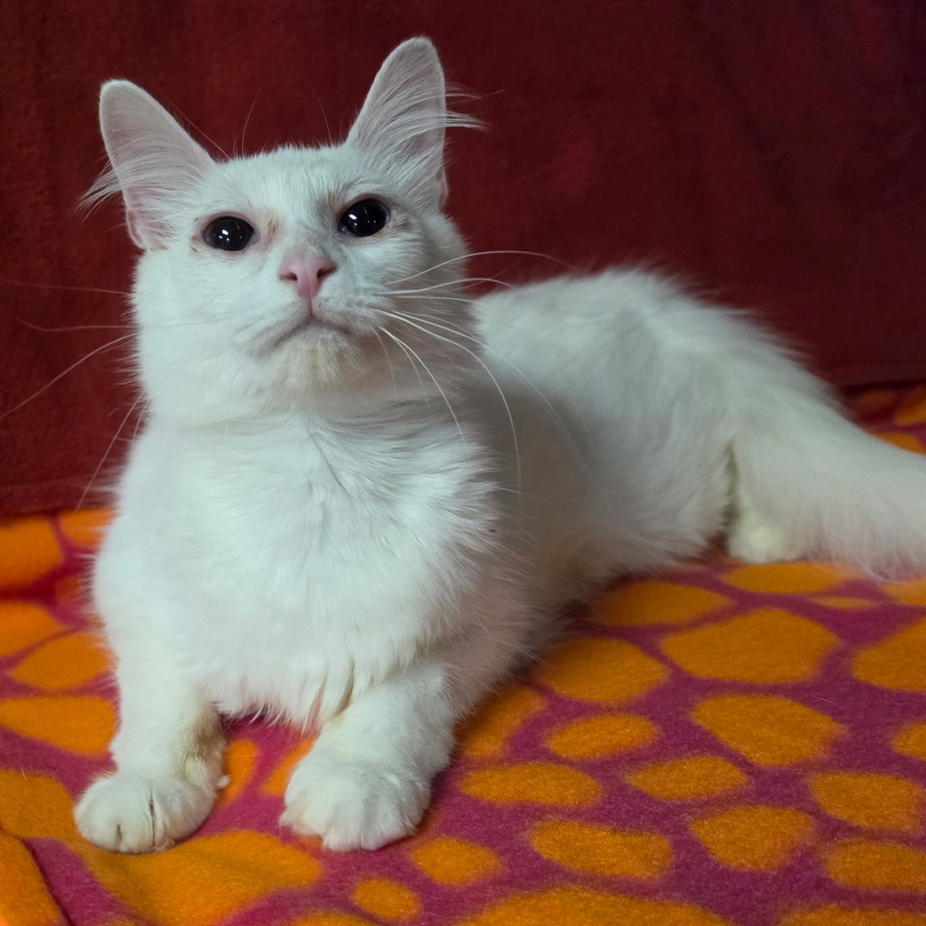 Photo of DUCHESS