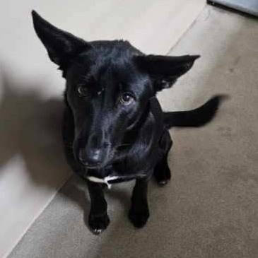 Kennel#10 Roland's preview photo