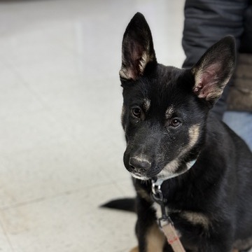Mushu, photo 8
