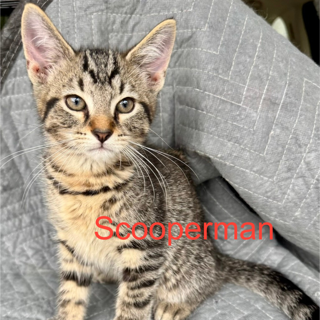 Scooperman, an adoptable cat