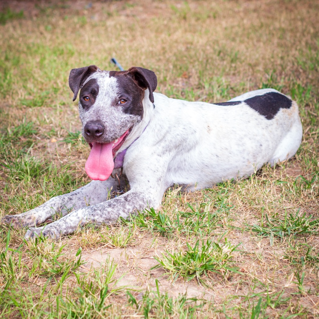 ALFRED - Cattle Dog / Dalmatian available for adoption