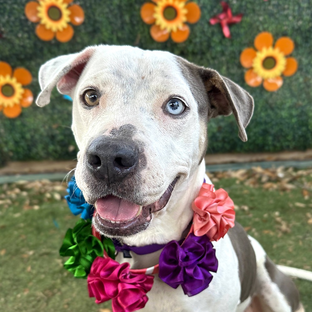 Bowtie — thumbnail 7