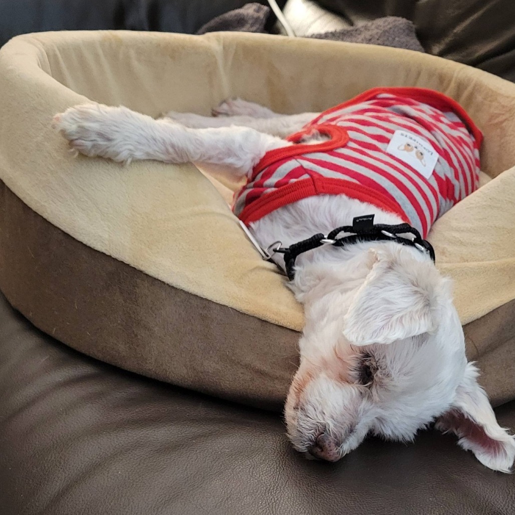 Chalupa, photo 10