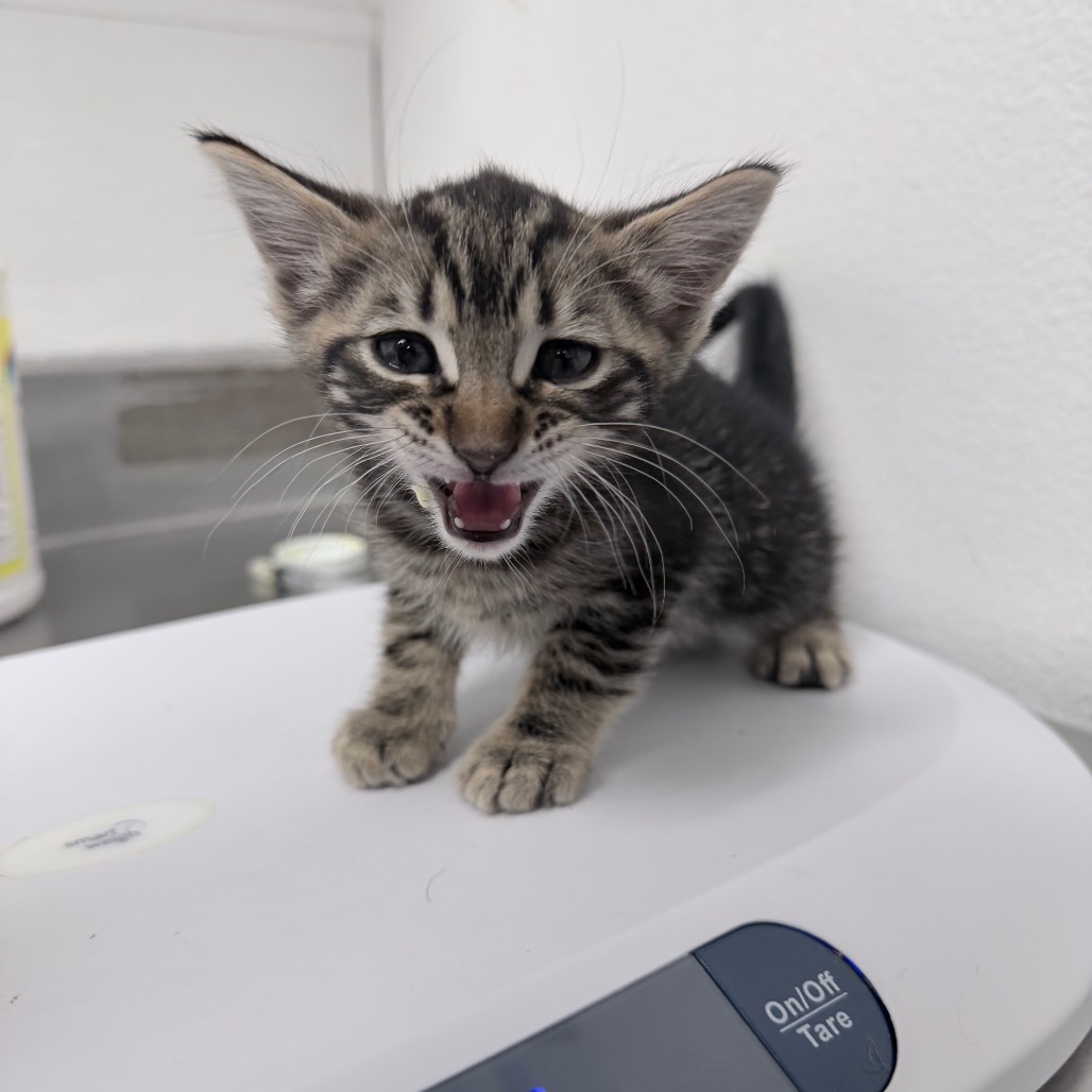EEYORE - Domestic Shorthair available for adoption