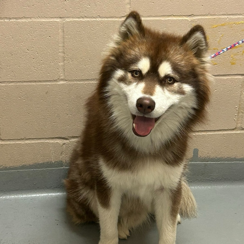 Siberian Husky