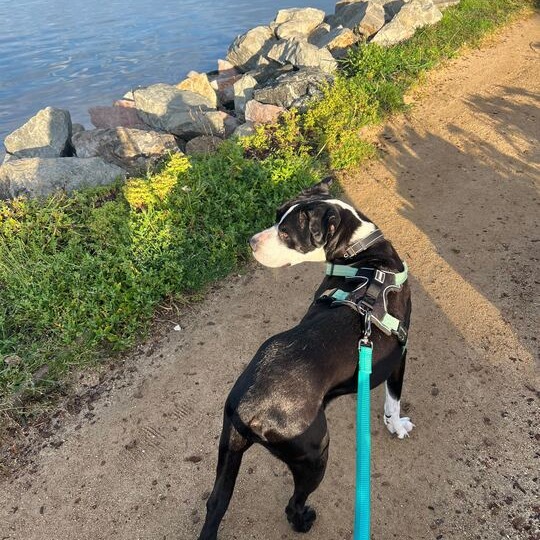 Harley, photo 22