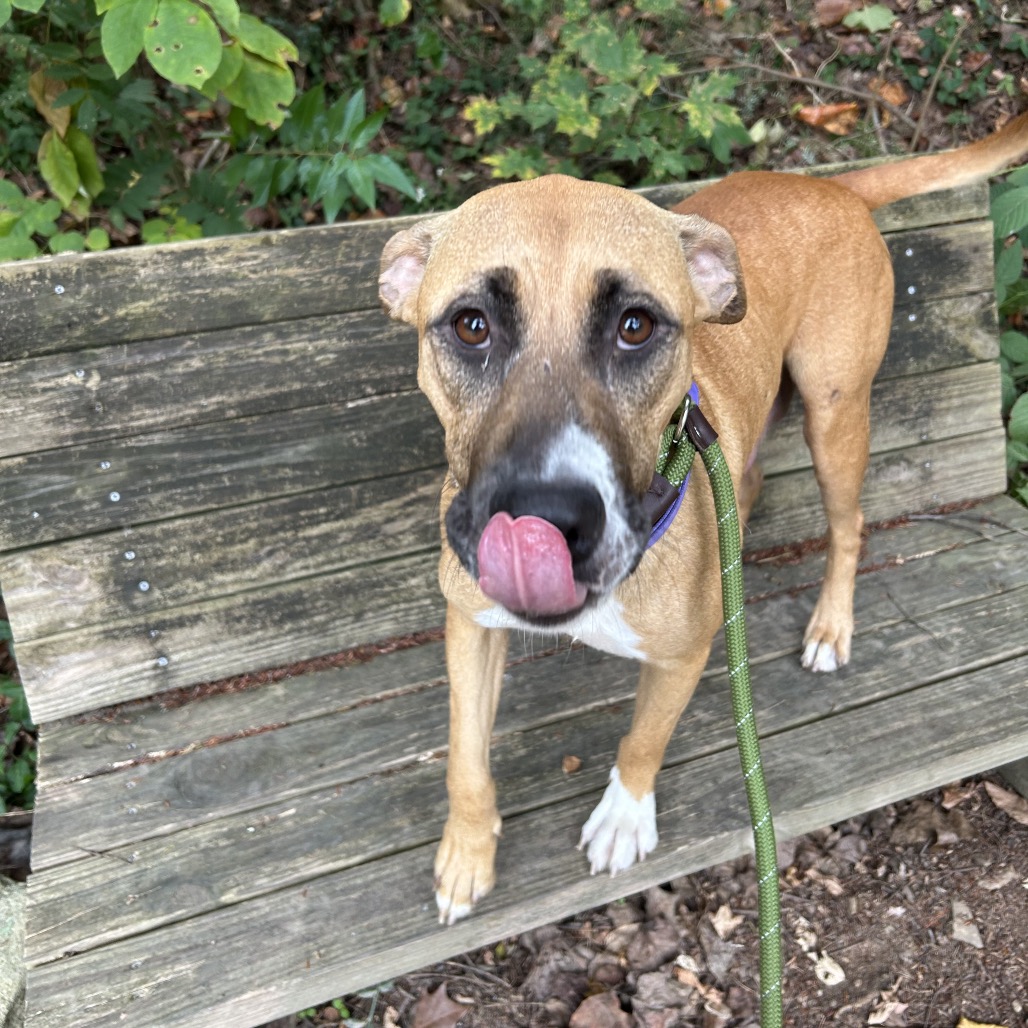 Bambi — thumbnail 4