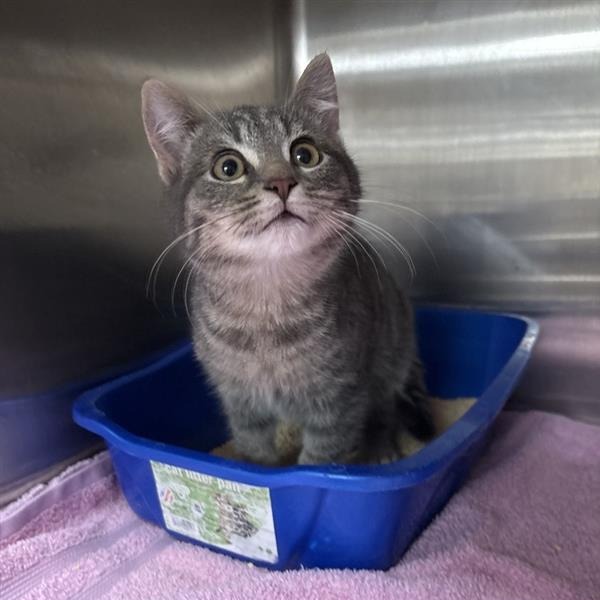 Shrimp: Male 3 Domestic Shorthair