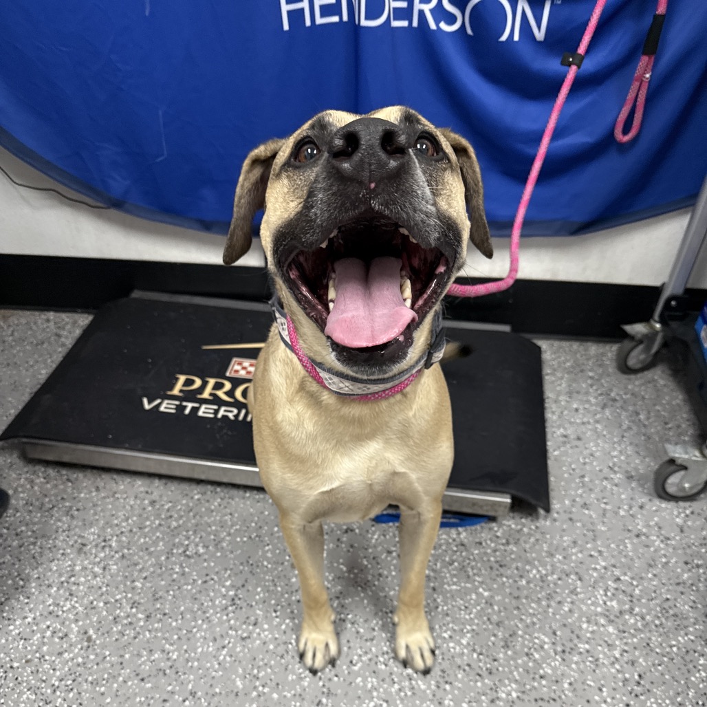 RHINO - Shepherd, German / Retriever, Labrador available for adoption