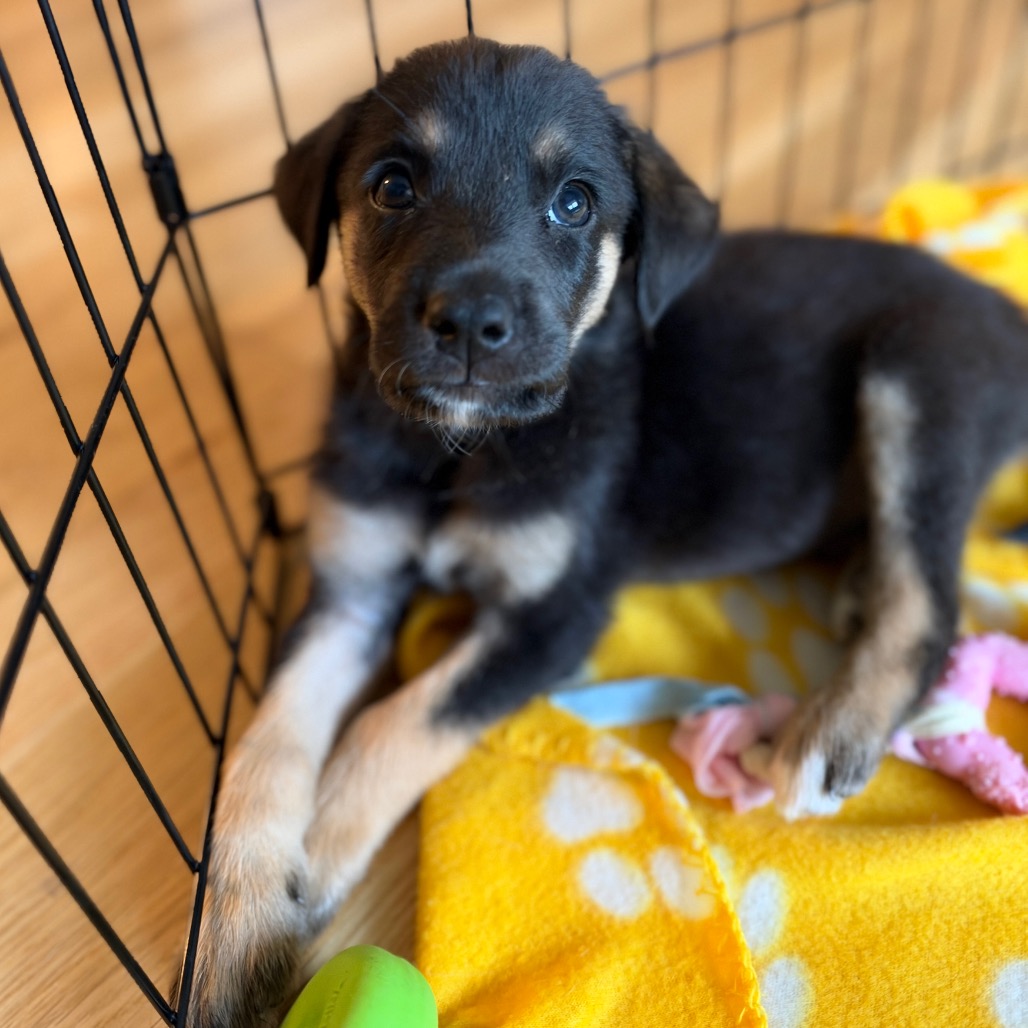 Doug, a chocolate puppy