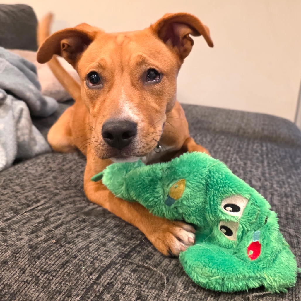 BAILEY - Terrier / Shepherd available for adoption