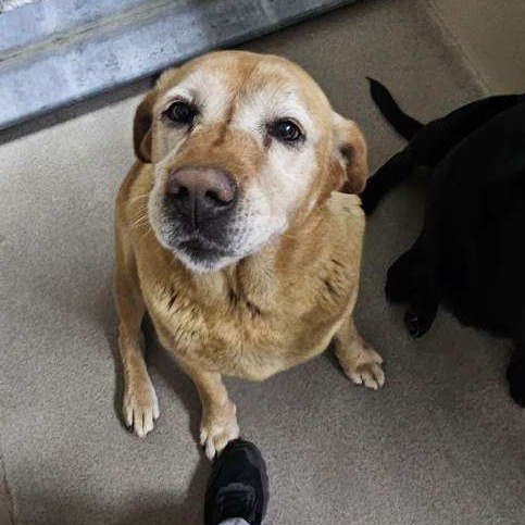 Kennel#13b's preview photo