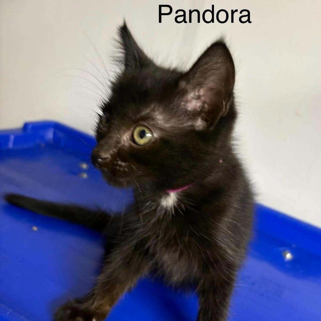 Pandora, photo 7