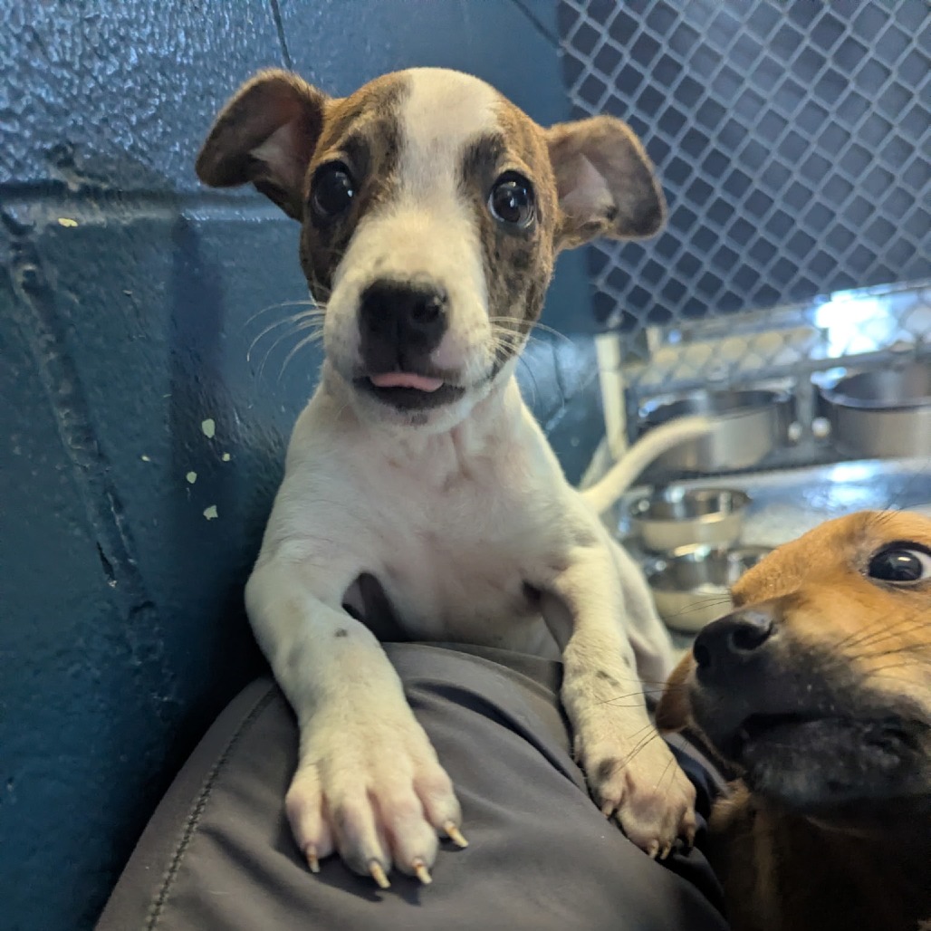 AUNT JET - Mixed Breed (Small) available for adoption