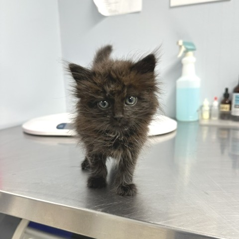 Minnie