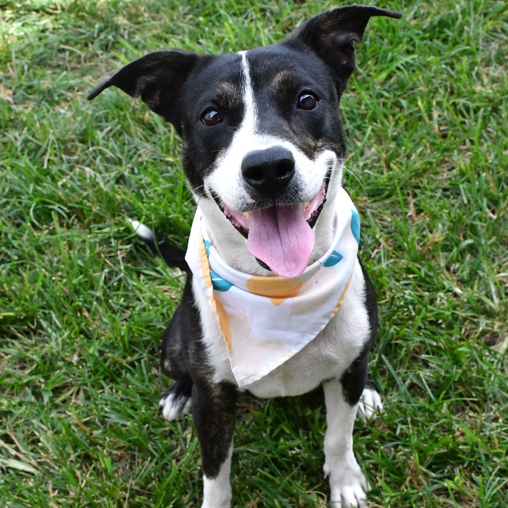 KELLY - Terrier / Pit Bull available for adoption
