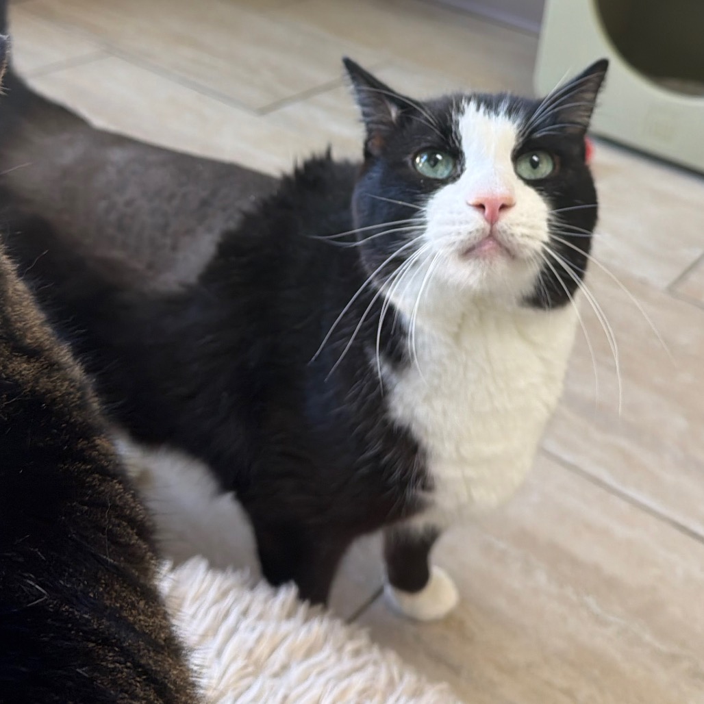 Tux, photo 8