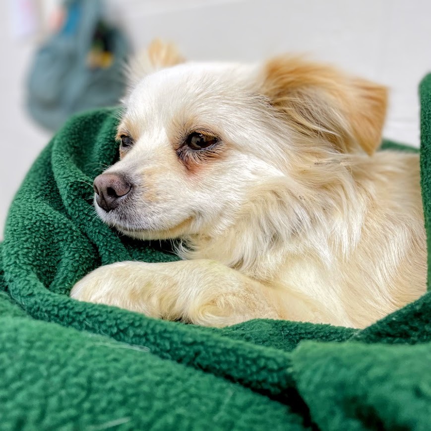 Rini — thumbnail 2