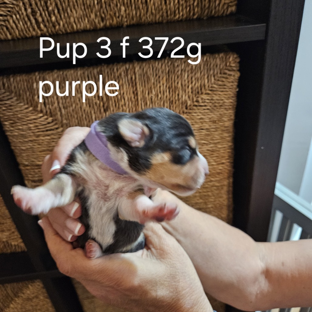 Pippi Pup Elsa, photo 2