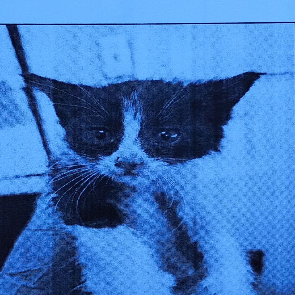 ROCKY ROAD - Domestic Shorthair available for adoption