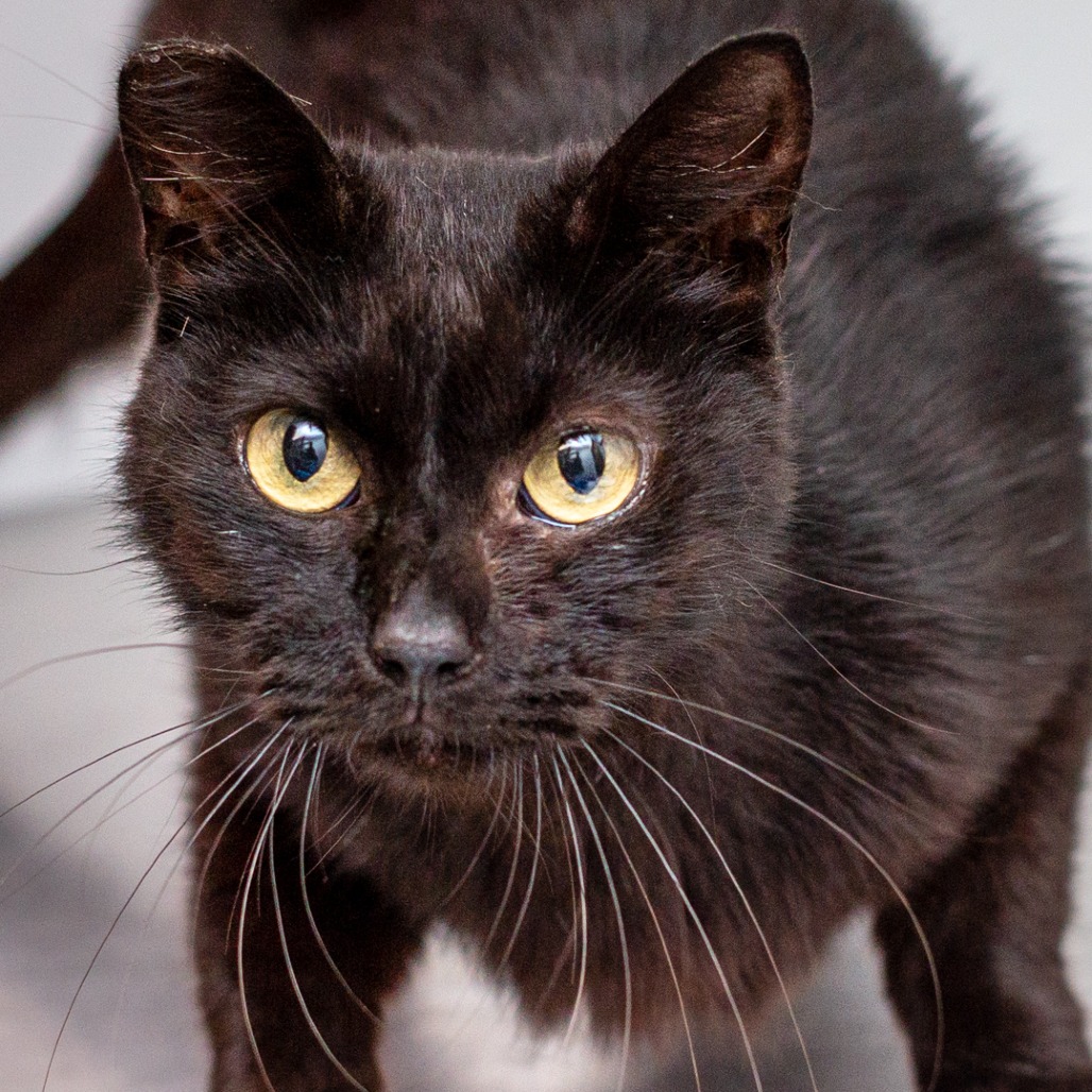 FANCY - Domestic Medium Hair available for adoption